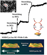Graphical abstract: Au nanoflower film-based stretchable biosensors for in situ monitoring of superoxide anion release in cell mechanotransduction
