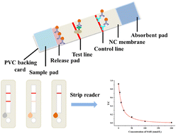 Graphical abstract: Development of a colloidal gold strip assay for the detection of total homocysteine in serum samples