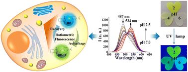 Graphical abstract: A benzimidazole-based ratiometric fluorescent probe for the accurate and rapid monitoring of lysosomal pH in cell autophagy and anticounterfeiting