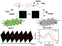 Graphical abstract: A novel quinoline-based fluorescent probe for real-time monitoring of Cys in glioma