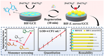 Graphical abstract: Reusable and universal impedimetric sensing platform for the rapid and sensitive detection of pathogenic bacteria based on bacteria-imprinted polythiophene film