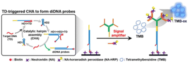 Graphical abstract: Self-assembled DNA dendrons as signal amplifiers in a DNA probe-based chemiluminescence assay for enhanced colorimetric detection of short target cDNA