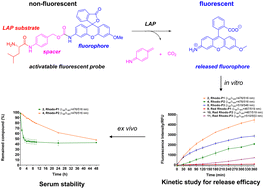 Graphical abstract: A preliminary study for the development of cleavable linkers using activatable fluorescent probes targeting leucine aminopeptidase