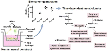 Graphical abstract: Mass spectrometry-based quantitation combined with time-dependent metabolomics to discover metabolic features in human neurogenesis using neural constructs generated from neural progenitor cells