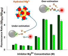 Graphical abstract: Switchable inhibitory behavior of divalent magnesium ion in DNA hybridization-based gene quantification