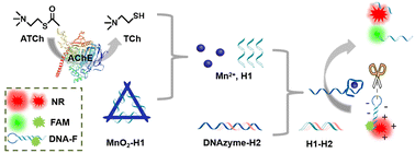 Graphical abstract: MnO2/DNAzyme-mediated ratiometric fluorescence assay of acetylcholinesterase