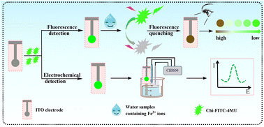 Graphical abstract: Fluorescence and electrochemical integrated dual-signal sensor for the detection of iron ions in water based on an ITO substrate