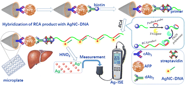 Graphical abstract: Ion-selective electrode-based potentiometric immunoassays for the quantitative monitoring of alpha-fetoprotein by coupling rolling cycle amplification with silver nanoclusters