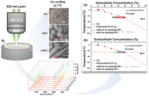 Graphical abstract: Quantitative assessment of intracellular/extracellular dimethyl sulfoxide concentrations during freezing with low-temperature confocal Raman micro-spectroscopy