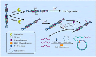 Graphical abstract: Ultrasensitive detection of DNA methyltransferase activity: a novel dual-amplification fluorescence technique