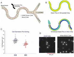 Graphical abstract: High-recovery sorting of cancer cells from whole blood via periodic-focusing inertial microchip