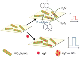 Graphical abstract: Au nanoclusters-decorated WO3 nanorods for ultrasensitive photoelectrochemical sensing of Hg2+