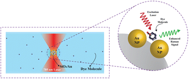 Graphical abstract: Optically trapped SiO2@Au particle-dye hybrid-based SERS detection of Hg2+ ions