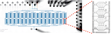 Graphical abstract: Multiplexed microfluidic chip for cell co-culture