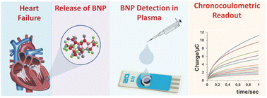 Graphical abstract: Chronocoulometric signalling of BNP using a novel quantum dot aptasensor