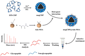 Graphical abstract: Design of a hydrophilic mercaptosuccinic acid-functionalized β-cyclodextrin polymer via host–guest interaction: toward highly efficient glycopeptide enrichment