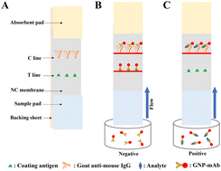 Graphical abstract: Preparation of a broad-specific monoclonal antibody and development of an immunochromatographic assay for monitoring of anthranilic diamides in vegetables and fruits