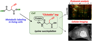 Graphical abstract: A chemical probe for proteomic analysis and visualization of intracellular localization of lysine-succinylated proteins