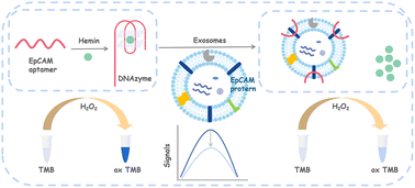 Graphical abstract: A colorimetric aptasensor based on a hemin/EpCAM aptamer DNAzyme for sensitive exosome detection