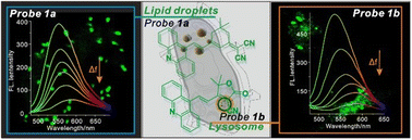 Graphical abstract: Fluorescent probes based on acridine derivatives and their application in dynamic monitoring of cell polarity variation