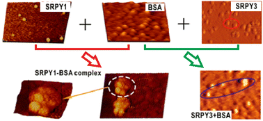 Graphical abstract: Identification of two SPRY isoforms SPRY1 and SPRY3 by atomic force microscopy at the single-molecule level