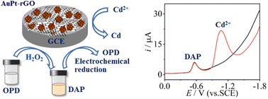 Graphical abstract: A nanozyme-catalysis-based ratiometric electrochemical sensor for general detection of Cd2+
