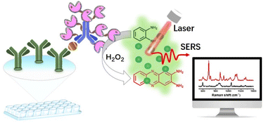 Graphical abstract: Signal amplification surface-enhanced Raman scattering immunosorbent assay of human chorionic gonadotrophin based on repeated enzyme biocatalytic precipitation