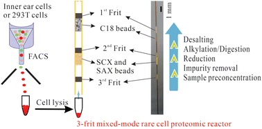 Graphical abstract: Fully integrated on-line strategy for highly sensitive proteome profiling of 10–500 mammalian cells
