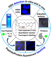 Graphical abstract: Rapid GSH detection and versatile peptide/protein labelling to track cell penetration using coumarin-based probes