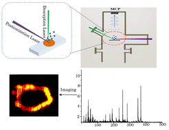 Graphical abstract: Visualizing the distribution of curcumin in the root of Curcuma longa via VUV-postionization mass spectrometric imaging