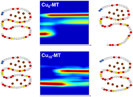 Graphical abstract: An ion mobility-mass spectrometry study of copper-metallothionein-2A: binding sites and stabilities of Cu-MT and mixed metal Cu–Ag and Cu–Cd complexes