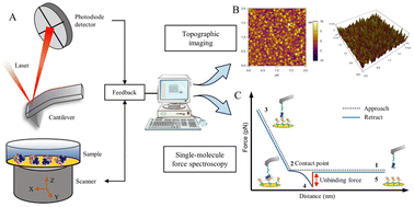 Graphical abstract: Novel perspective for protein–drug interaction analysis: atomic force microscope