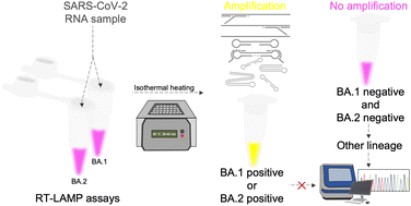 Graphical abstract: Fast, low-cost and highly specific colorimetric RT-LAMP assays for inference of SARS-CoV-2 Omicron BA.1 and BA.2 lineages