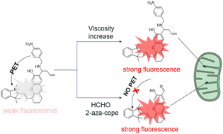 Graphical abstract: A NIR fluorescent probe for dual imaging of mitochondrial viscosity and FA in living cells and zebrafish