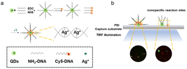 Graphical abstract: Highly sensitive and specific detection of silver ions using a dual-color fluorescence co-localization strategy