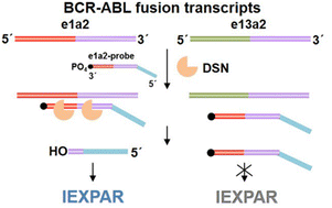 Graphical abstract: Specific detection of fusion transcripts based on a duplex-specific nuclease and isothermal exponential amplification reaction