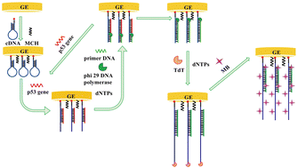 Graphical abstract: Ultrasensitive electrochemical platform for the p53 gene via molecular beacon-mediated circular strand displacement and terminal deoxynucleotidyl transferase-mediated signal amplification strategy