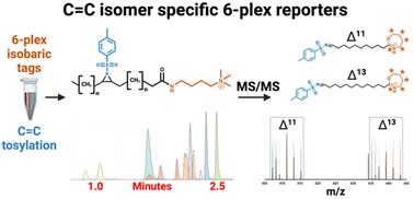 Graphical abstract: Isobaric 6-plex and tosyl dual tagging for the determination of positional isomers and quantitation of monounsaturated fatty acids using rapid UHPLC-MS/MS