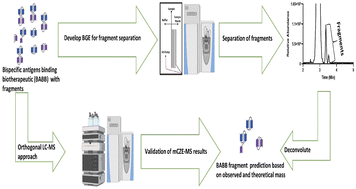 Graphical abstract: Characterization of bispecific antigen-binding biotherapeutic fragmentation sites using microfluidic capillary electrophoresis coupled to mass spectrometry (mCZE-MS)