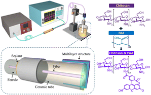 Graphical abstract: Reflective epoxy resin/chitosan/PAA composite-functionalized fiber-optic interferometric probe sensor for sensitive heavy metal ion detection