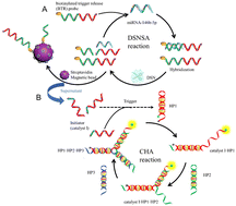 Graphical abstract: A duplex-specific nuclease (DSN) and catalytic hairpin assembly (CHA)-mediated dual amplification method for miR-146b detection