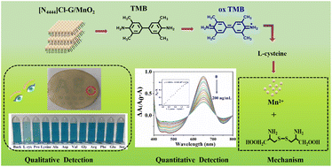 Graphical abstract: Tetrabutylammonium-chloride-glycerol of deep eutectic solvent functionalized MnO2: a novel mimic enzyme for the quantitative and qualitative colorimetric detection of l-cysteine