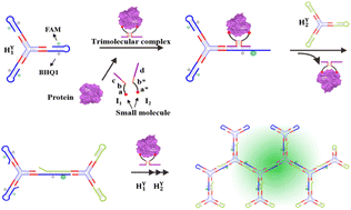 Graphical abstract: A programmable catalytic molecular nanomachine for highly sensitive protein and small molecule detection