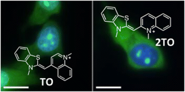 Graphical abstract: Classical thiazole orange and its regioisomer as fluorogenic probes for nucleolar RNA imaging in living cells
