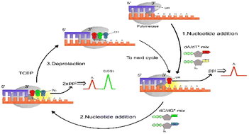 Graphical abstract: Analysis of mutational genotyping using correctable decoding sequencing with superior specificity