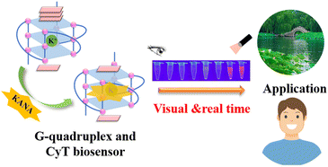Graphical abstract: A label-free G-quadruplex aptamer fluorescent aptasensor for visual and real-time kanamycin detection in lake and human samples