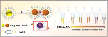 Graphical abstract: One-step rapid colorimetric detection of K+ using silver nanoparticles modified by crown ether