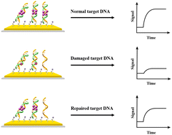 Graphical abstract: Surface plasmon resonance detection of UV irradiation-induced DNA damage and photoenzymatic repair processes through specific interaction between consensus double-stranded DNA and p53 protein