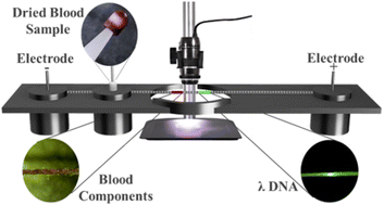 Graphical abstract: A thread-based electrofluidic platform for direct transfer, separation, and pre-concentration of materials from sample swabs