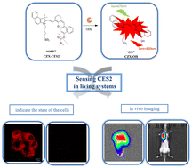 Graphical abstract: Rational design of a turn-on near-infrared fluorescence probe for the highly sensitive and selective monitoring of carboxylesterase 2 in living systems